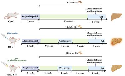 Lactobacillus plantarum alleviates high-fat diet-induced obesity by altering the structure of mice intestinal microbial communities and serum metabolic profiles